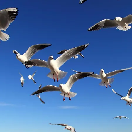 Appartementhaus Moewe Haus Moewe - 4 